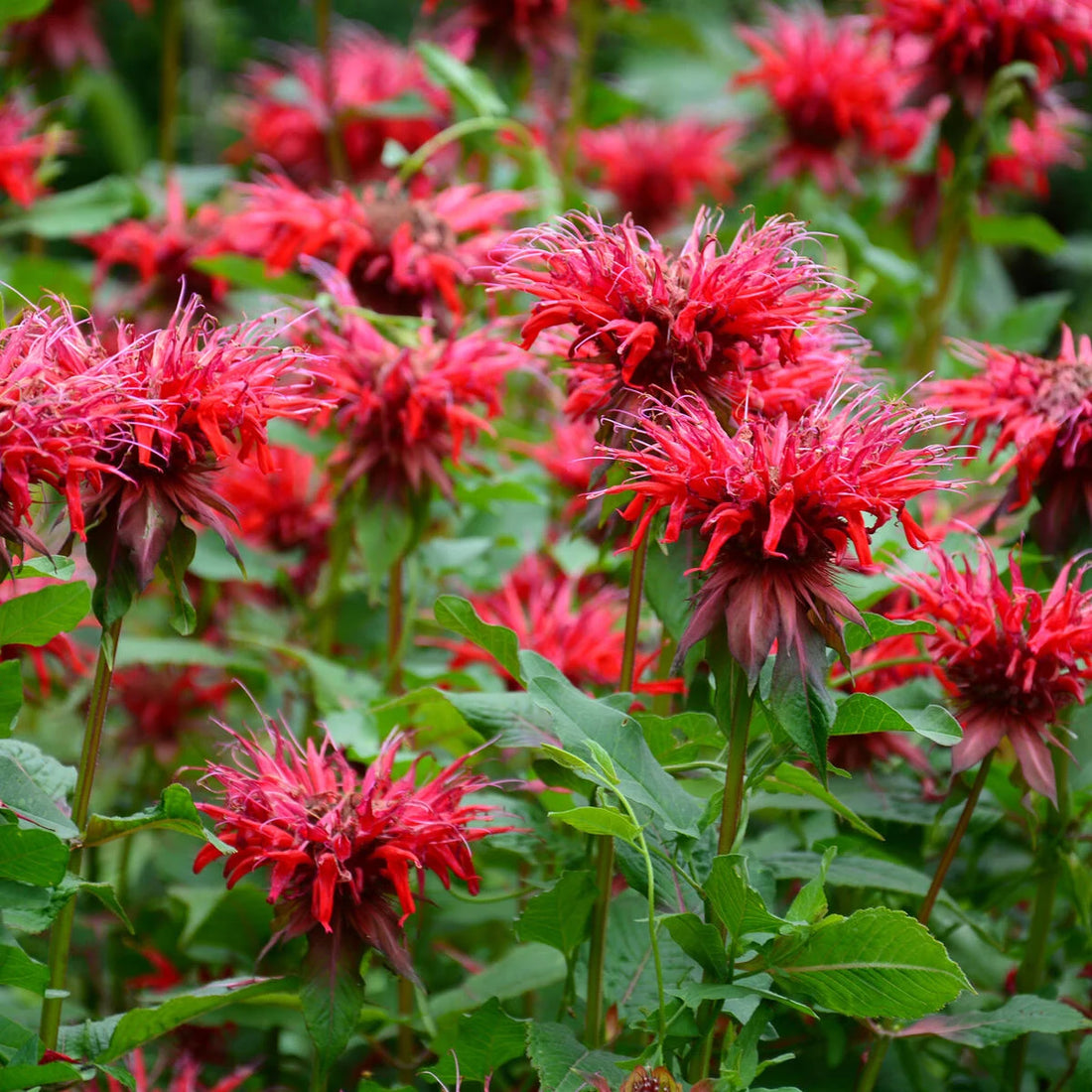 Goldmelisse flower seeds