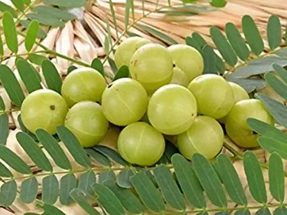 Gooseberry Fruit Seeds for Planting – Heirloom Non-GMO Garden Seeds