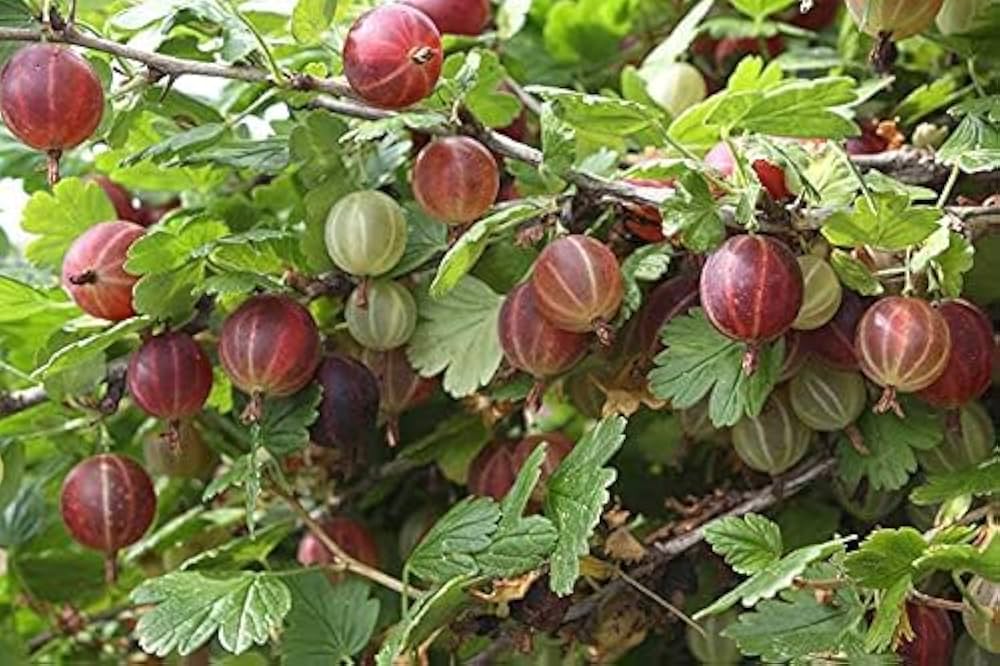 gooseberry seeds