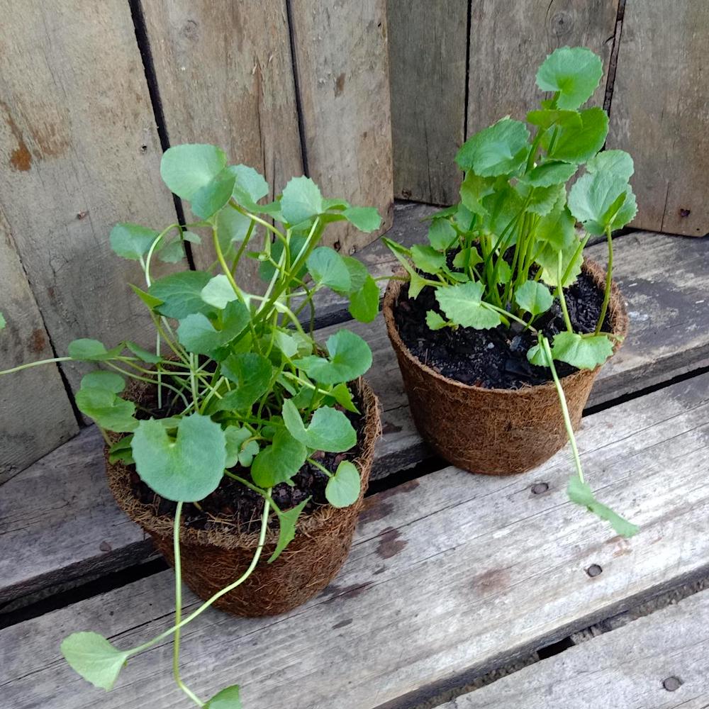 Gotu Kola Herb Seeds for Planting – Heirloom Non-GMO Garden Seeds