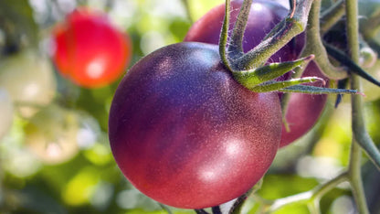 Maroon Tomato Seeds