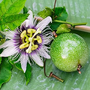 Purple Passion Flower Seeds for Planting – Heirloom Non-GMO Garden Seeds