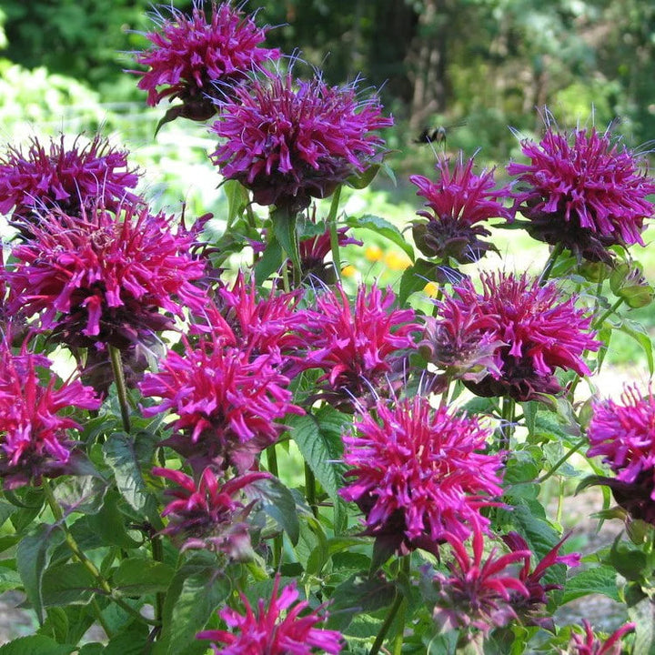 Monarda Bee flower seeds