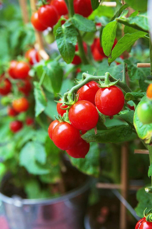Grape Cherry Tomato Seeds