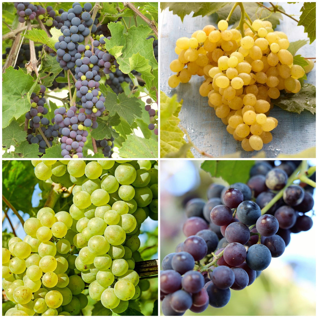 grape fruit seeds