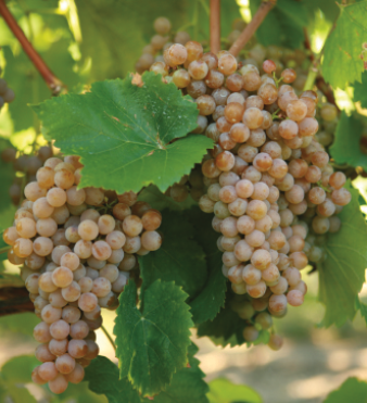 European Wine Grape Vitis vinifera Fruit Seeds for Planting – Heirloom Non-GMO Garden Seeds