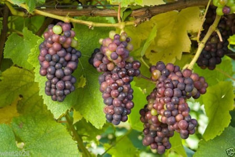 Grape Vitis vinifera Fruit Seeds for Planting – Heirloom Non-GMO Garden Seeds