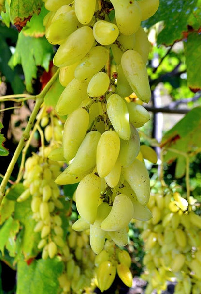 Grapefruit Citrus × paradisi Fruit Seeds for Planting – Heirloom Citrus Seeds