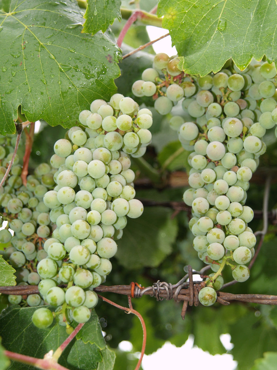 green table grape seeds