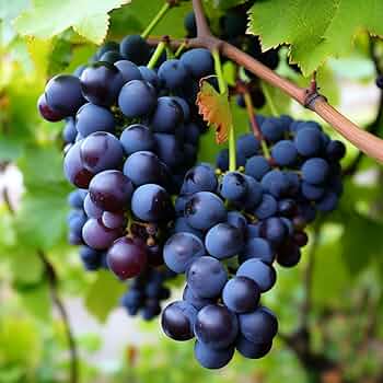 purple concord grape seeds