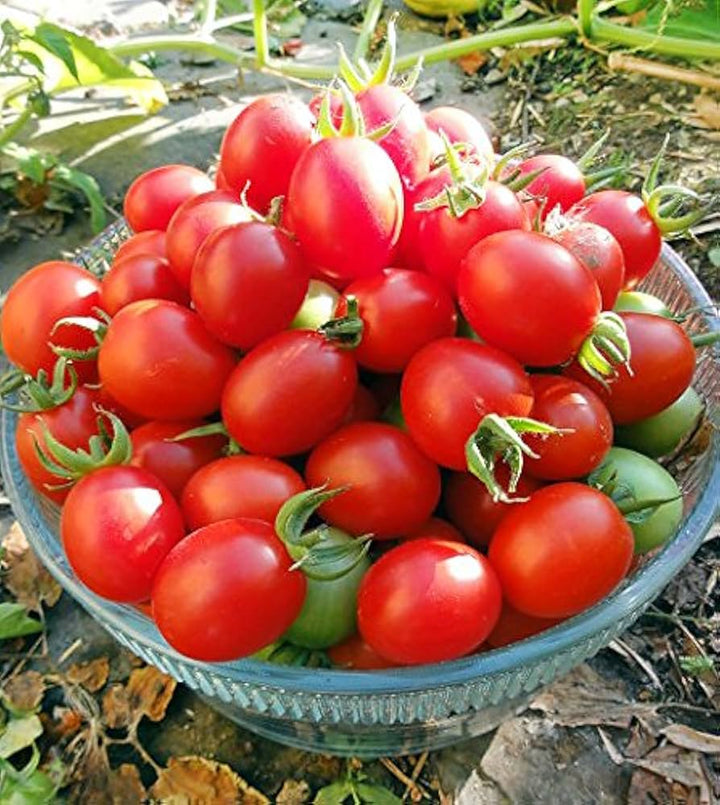 Grappoli D'Inverno Cherry Tomato Seeds