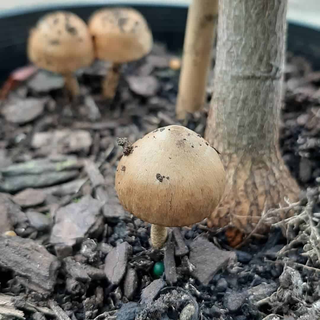 Gray Mushroom Seeds