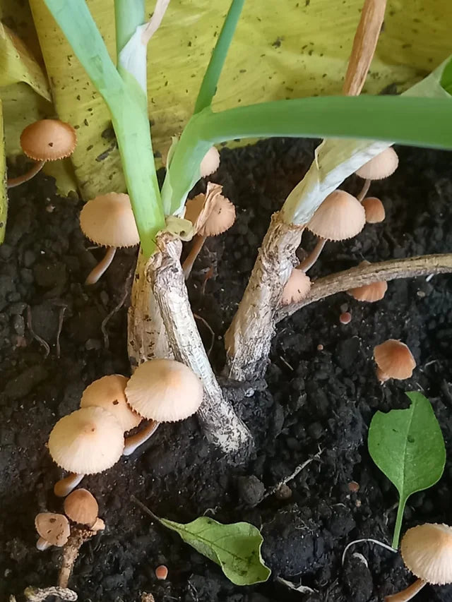 Gray Mushroom Seeds for Planting – Heirloom Non-GMO Garden Seeds