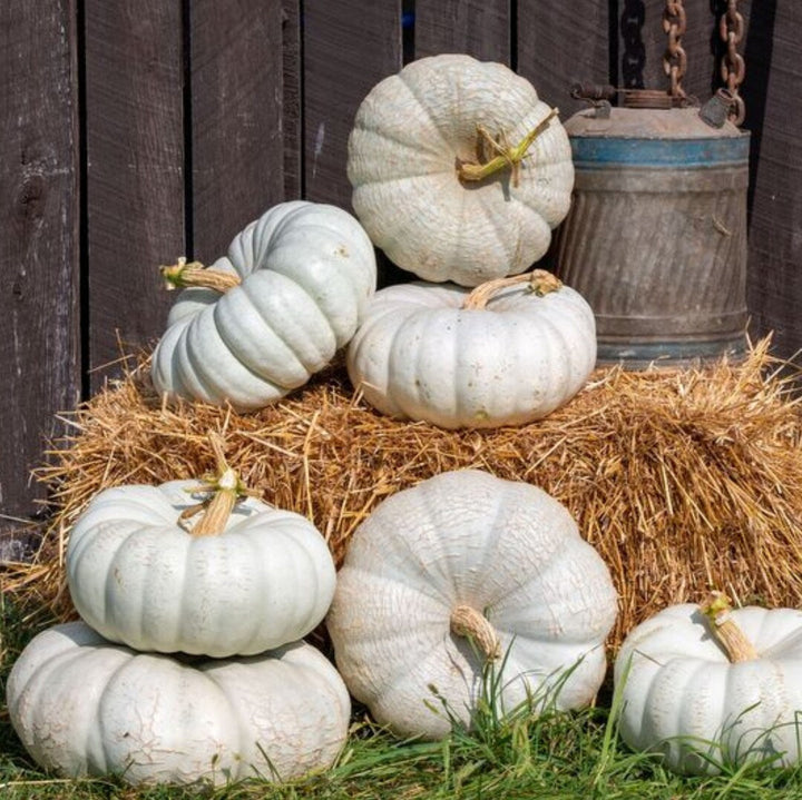 Gray Pumpkin Seeds