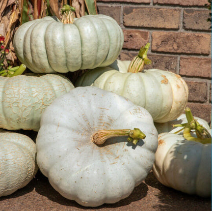 Gray Pumpkin Seeds for Planting – Heirloom Garden Seeds