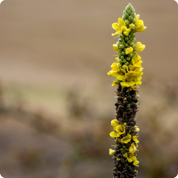 Great Mullein Herb Seeds for Planting – Heirloom Non-GMO Garden Seeds