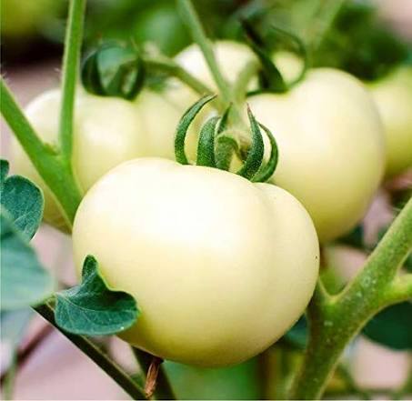 Great White Tomato Seeds for Planting producing large creamy-white heirloom beefsteak tomatoes with juicy flesh in home vegetable gardens