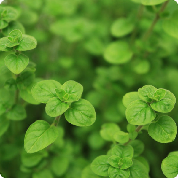 Greek Oregano Herb Seeds for Planting – Heirloom Non-GMO Garden Seeds