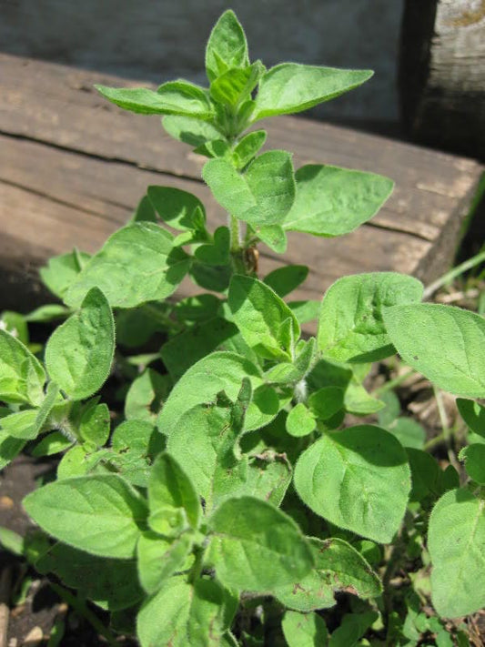 Greek Oregano Herb Seeds for Planting – Heirloom Non-GMO Garden Seeds
