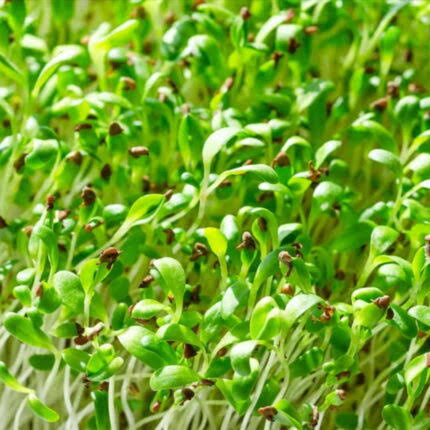 Alfalfa with Purple Flower Clusters