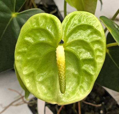 Green Anthurium flower seeds