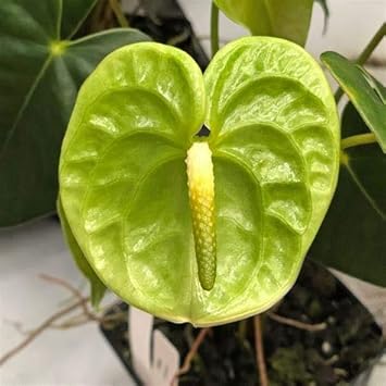 Green Anthurium flower seeds