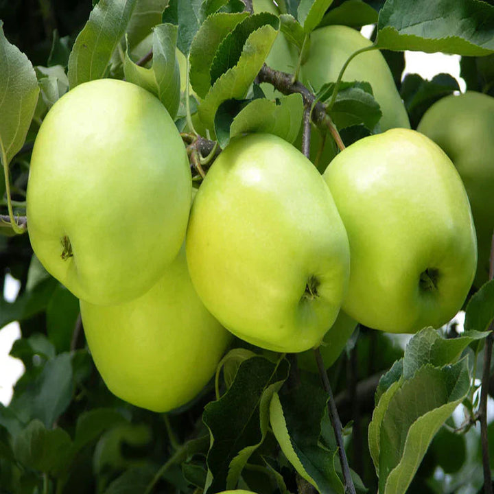 green apple seeds