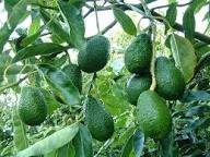 Green Avocado Fruit Seeds for Planting – Avocado Tree Garden Seeds
