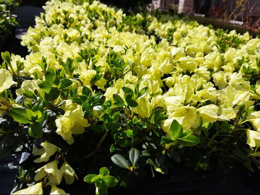 Green Azalea flower seeds