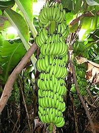  Green Banana Paw Fruit Seeds for Planting for Growing a Unique Fruiting Plant