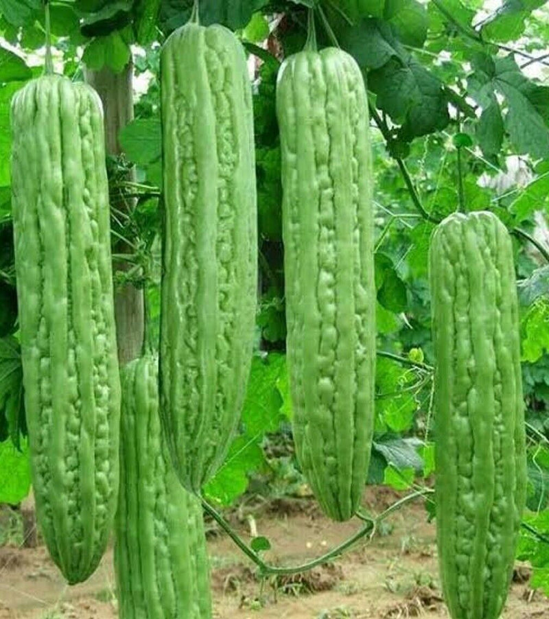 Heirloom Bitter Melon Growing on Trellis