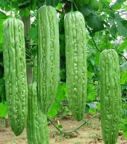 Heirloom Bitter Melon Growing on Trellis