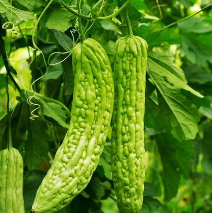 Heirloom Bitter Melon Growing on Trellis