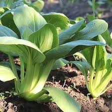 Heirloom Shanghai Bok Choy Growing in Raised Garden Bed