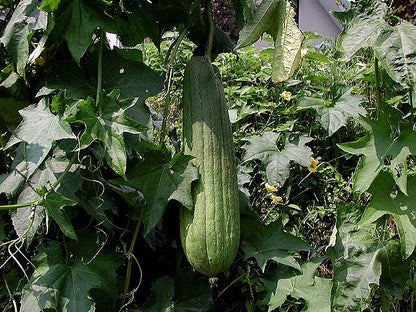 Esmeralda Luffa Seeds for Planting – Heirloom Non-GMO Garden Seeds