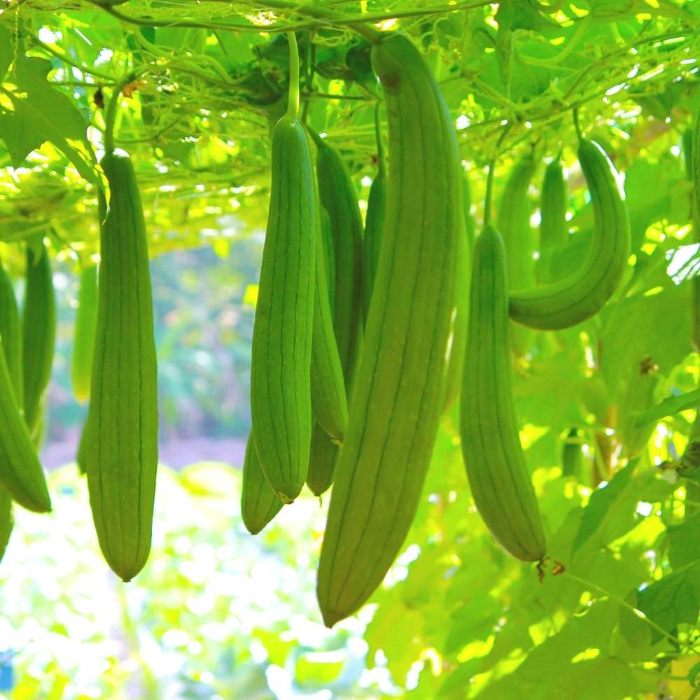 Esmeralda Luffa Seeds