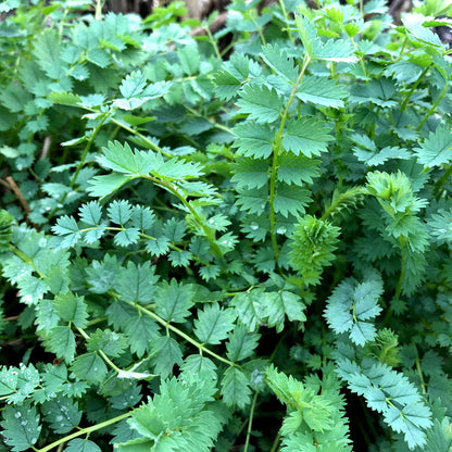 Burnet Herb Growing in Cottage Garden Border