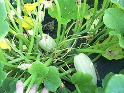 Bush Delicata Squash Seeds for Planting – Heirloom Non-GMO Garden Seeds