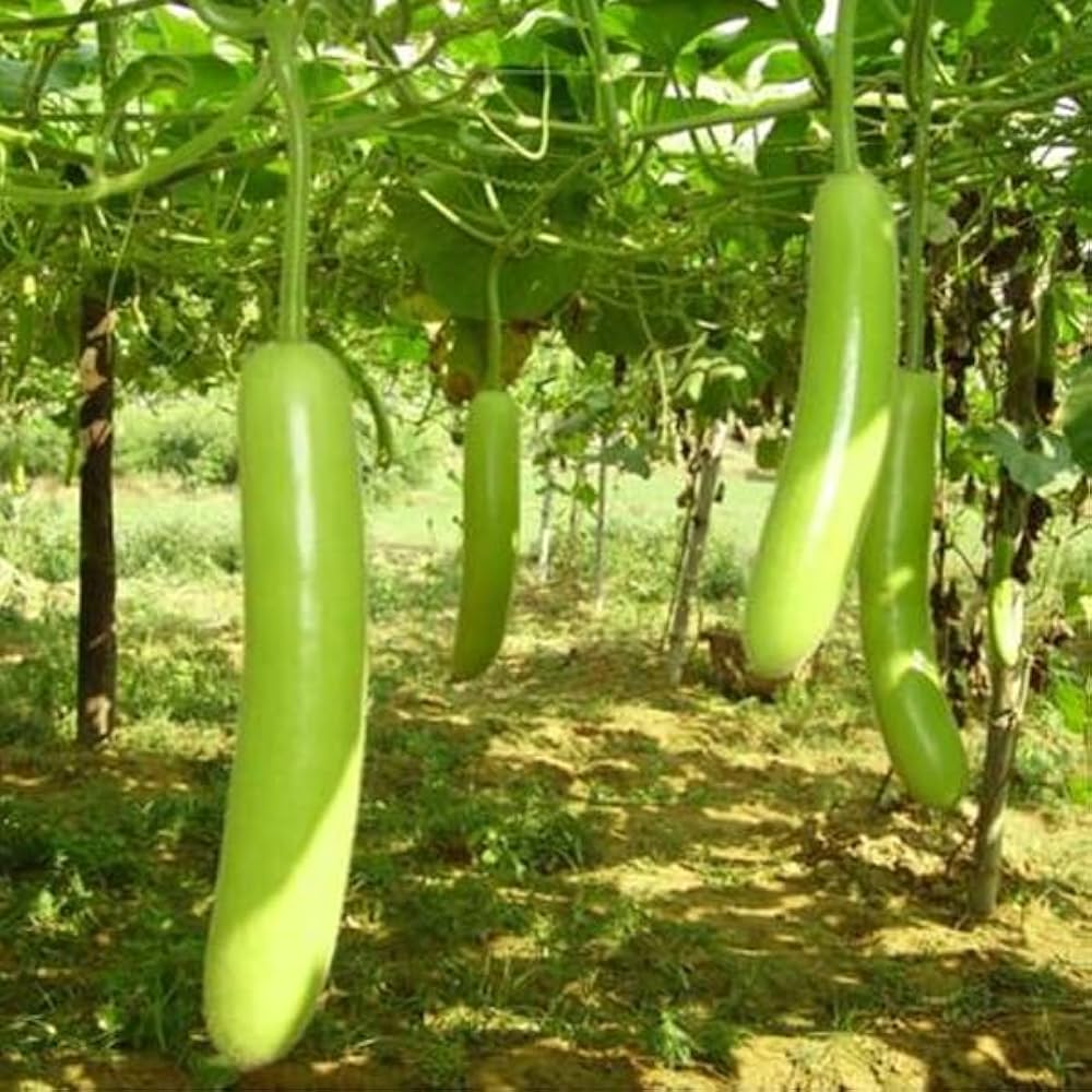 Calabash Gourd Seeds