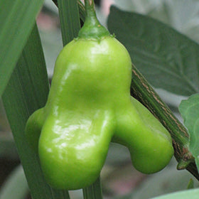 Green Capsicum Baccatum Pepper Seeds for Planting – Garden Pepper Variety