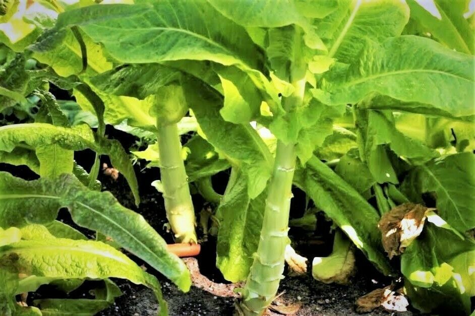 Celtuce Seeds