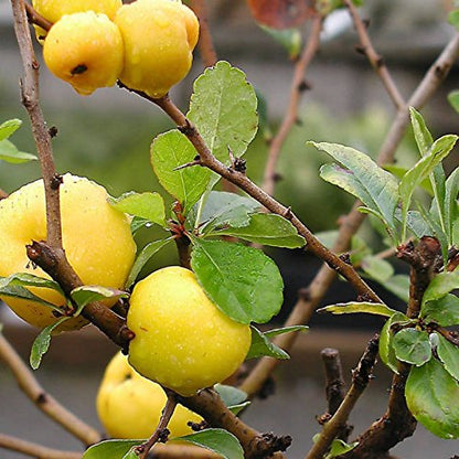 green quince seeds