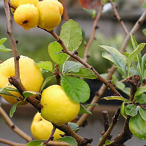 green quince seeds