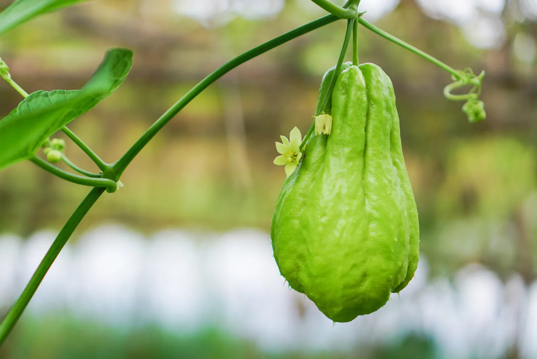Chayote Seeds