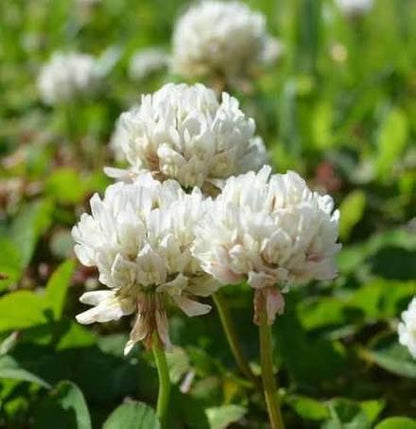 

Green Clover Ground Cover in Garden