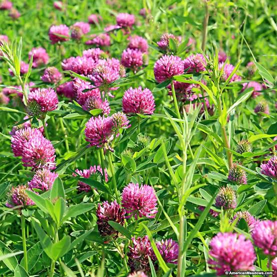 Clover Ground Cover Growing in Garden