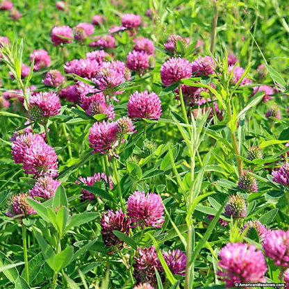 Clover Ground Cover Growing in Garden