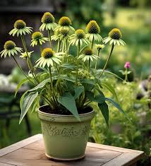 Green Coneflower Seeds for Planting