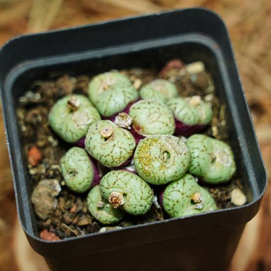 Green Conophytum Obcordellum succulent plant with patterned pebble-like foliage