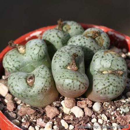 Green Conophytum Obcordellum succulent plant with patterned pebble-like foliage
